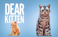 Confira o “Dear Kitten”, novo filme da Friskies, criado em parceria com o BuzzFeed