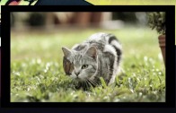 Confira os últimos episódios do Reclame – AlmapBBDO com Whiskas, F.biz e Motorola Razr e o Cannes Preview