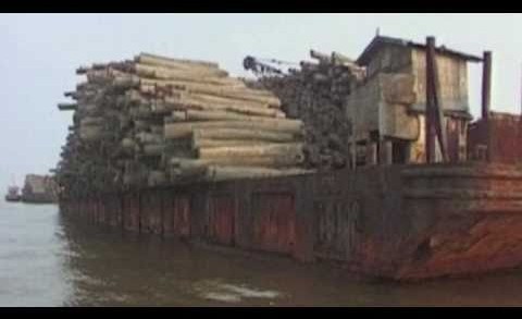 Save as WWF, save a tree