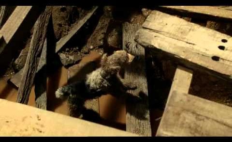 PropagandoMúsica – Nick Cave é um cão sortudo