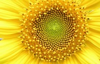 Matemática para inspirar: a sequência Fibonacci