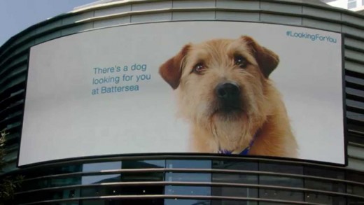 Cachorrinho virtual segue possível dono em campanha de adoção