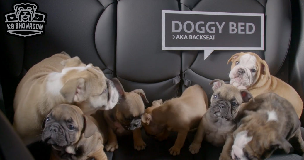 Cachorros fofinhos ajudam a comprar – e a vender – carros da Mini