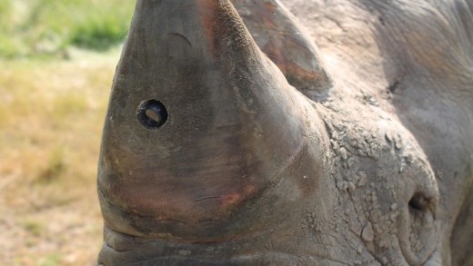 Salvando rinocerontes com monitoramento cardíaco e microcâmeras