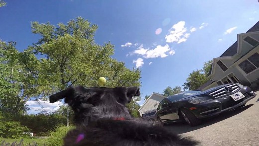 Duas GoPro, um cachorro e… lá vai a bolinha!
