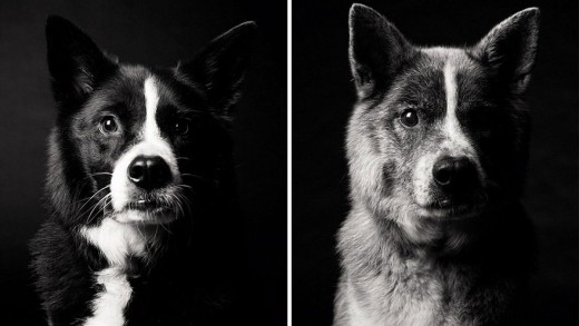 O envelhecer dos cães registrado em ensaio fotográfico