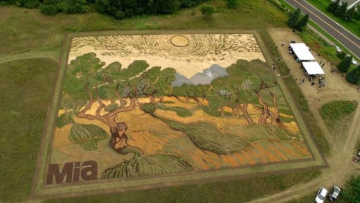 Plantações gigantes reproduzem obras de Van Gogh
